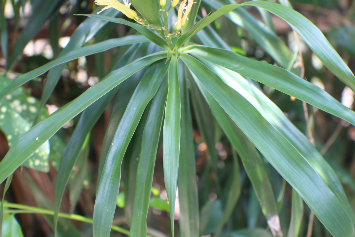 Dracaena reflexa Lam.